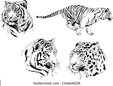 vector drawings sketches different predator , tigers lions cheetahs and leopards are drawn in ink by hand , objects with no background