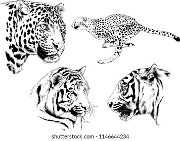 vector drawings sketches different predator , tigers lions cheetahs and leopards are drawn in ink by hand , objects with no background
