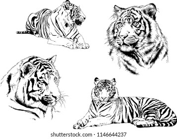 vector drawings sketches different predator , tigers lions cheetahs and leopards are drawn in ink by hand , objects with no background