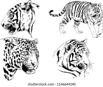 vector drawings sketches different predator , tigers lions cheetahs and leopards are drawn in ink by hand , objects with no background