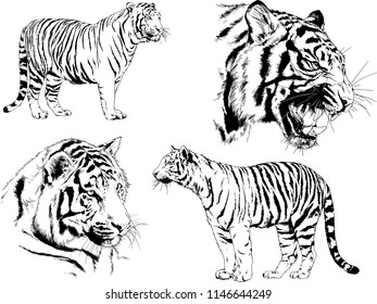 vector drawings sketches different predator , tigers lions cheetahs and leopards are drawn in ink by hand , objects with no background