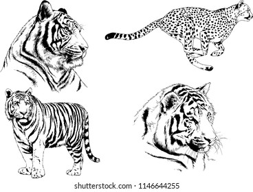 vector drawings sketches different predator , tigers lions cheetahs and leopards are drawn in ink by hand , objects with no background