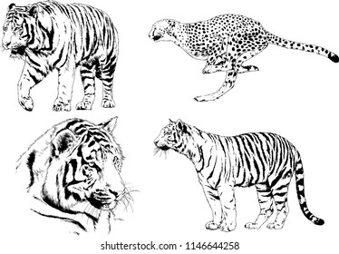 vector drawings sketches different predator , tigers lions cheetahs and leopards are drawn in ink by hand , objects with no background
