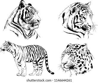 vector drawings sketches different predator , tigers lions cheetahs and leopards are drawn in ink by hand , objects with no background