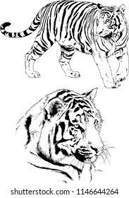 vector drawings sketches different predator , tigers lions cheetahs and leopards are drawn in ink by hand , objects with no background