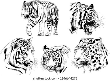 vector drawings sketches different predator , tigers lions cheetahs and leopards are drawn in ink by hand , objects with no background