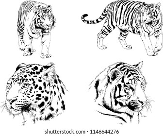 vector drawings sketches different predator , tigers lions cheetahs and leopards are drawn in ink by hand , objects with no background