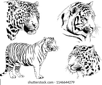 vector drawings sketches different predator , tigers lions cheetahs and leopards are drawn in ink by hand , objects with no background