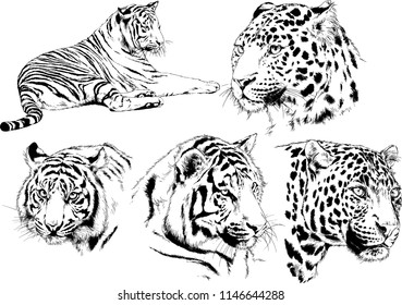 vector drawings sketches different predator , tigers lions cheetahs and leopards are drawn in ink by hand , objects with no background