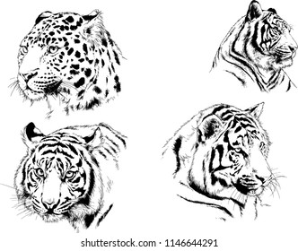vector drawings sketches different predator , tigers lions cheetahs and leopards are drawn in ink by hand , objects with no background