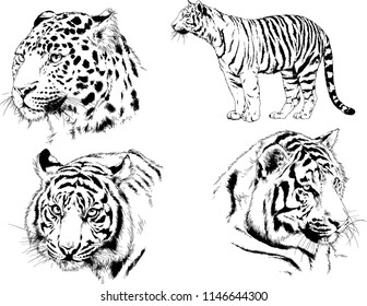 vector drawings sketches different predator , tigers lions cheetahs and leopards are drawn in ink by hand , objects with no background