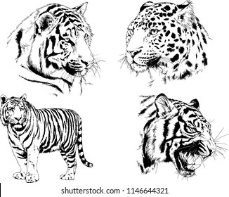 vector drawings sketches different predator , tigers lions cheetahs and leopards are drawn in ink by hand , objects with no background