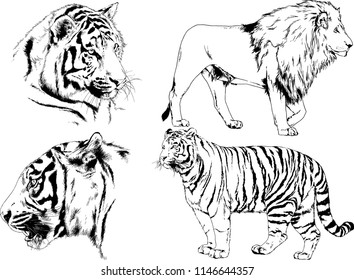 vector drawings sketches different predator , tigers lions cheetahs and leopards are drawn in ink by hand , objects with no background