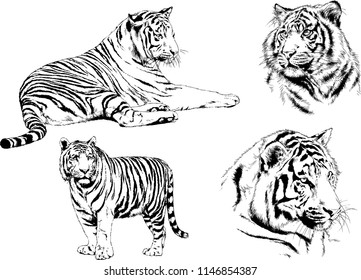 vector drawings sketches different predator , tigers lions cheetahs and leopards are drawn in ink by hand , objects with no background