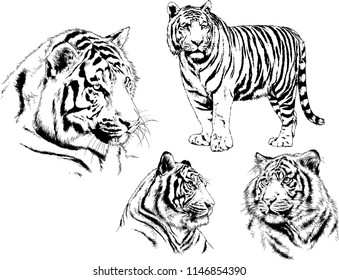 vector drawings sketches different predator , tigers lions cheetahs and leopards are drawn in ink by hand , objects with no background