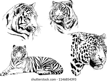 vector drawings sketches different predator , tigers lions cheetahs and leopards are drawn in ink by hand , objects with no background