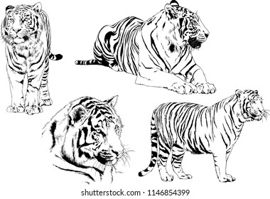 vector drawings sketches different predator , tigers lions cheetahs and leopards are drawn in ink by hand , objects with no background