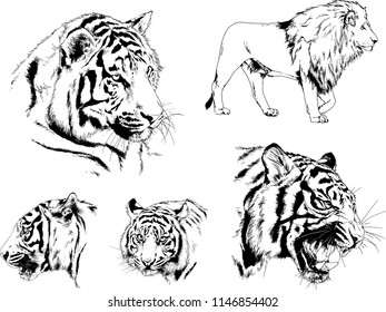 vector drawings sketches different predator , tigers lions cheetahs and leopards are drawn in ink by hand , objects with no background