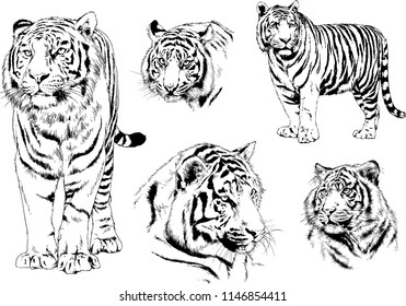 vector drawings sketches different predator , tigers lions cheetahs and leopards are drawn in ink by hand , objects with no background