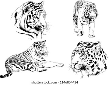 vector drawings sketches different predator , tigers lions cheetahs and leopards are drawn in ink by hand , objects with no background