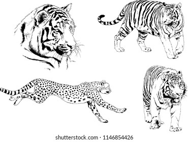 vector drawings sketches different predator , tigers lions cheetahs and leopards are drawn in ink by hand , objects with no background