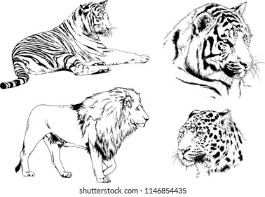 vector drawings sketches different predator , tigers lions cheetahs and leopards are drawn in ink by hand , objects with no background