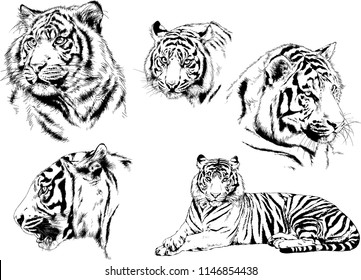 vector drawings sketches different predator , tigers lions cheetahs and leopards are drawn in ink by hand , objects with no background