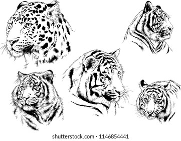 vector drawings sketches different predator , tigers lions cheetahs and leopards are drawn in ink by hand , objects with no background