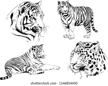 vector drawings sketches different predator , tigers lions cheetahs and leopards are drawn in ink by hand , objects with no background