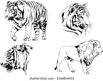 vector drawings sketches different predator , tigers lions cheetahs and leopards are drawn in ink by hand , objects with no background