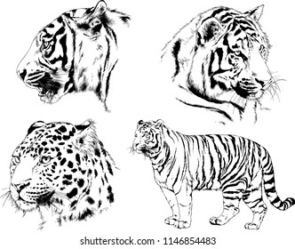 vector drawings sketches different predator , tigers lions cheetahs and leopards are drawn in ink by hand , objects with no background