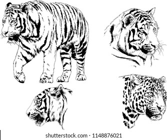 vector drawings sketches different predator , tigers lions cheetahs and leopards are drawn in ink by hand , objects with no background