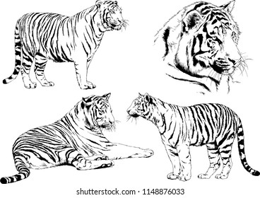 vector drawings sketches different predator , tigers lions cheetahs and leopards are drawn in ink by hand , objects with no background