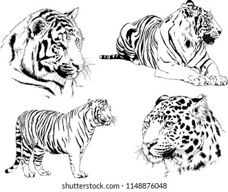 vector drawings sketches different predator , tigers lions cheetahs and leopards are drawn in ink by hand , objects with no background