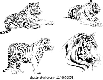vector drawings sketches different predator , tigers lions cheetahs and leopards are drawn in ink by hand , objects with no background