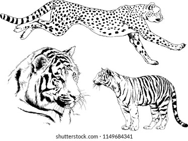 vector drawings sketches different predator , tigers lions cheetahs and leopards are drawn in ink by hand , objects with no background