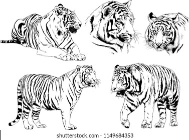 vector drawings sketches different predator , tigers lions cheetahs and leopards are drawn in ink by hand , objects with no background