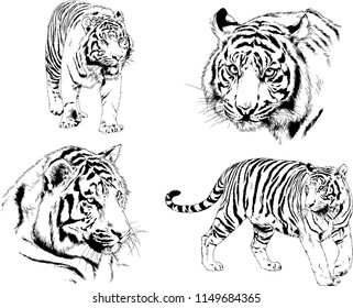 vector drawings sketches different predator , tigers lions cheetahs and leopards are drawn in ink by hand , objects with no background