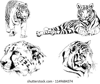 vector drawings sketches different predator , tigers lions cheetahs and leopards are drawn in ink by hand , objects with no background