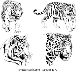 vector drawings sketches different predator , tigers lions cheetahs and leopards are drawn in ink by hand , objects with no background