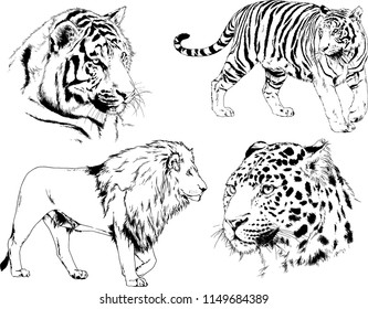vector drawings sketches different predator , tigers lions cheetahs and leopards are drawn in ink by hand , objects with no background