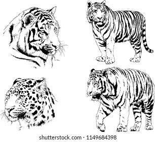 vector drawings sketches different predator , tigers lions cheetahs and leopards are drawn in ink by hand , objects with no background