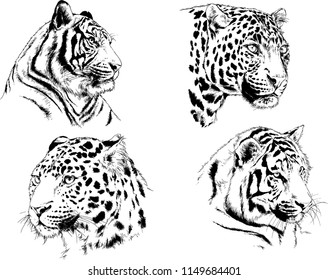 vector drawings sketches different predator , tigers lions cheetahs and leopards are drawn in ink by hand , objects with no background