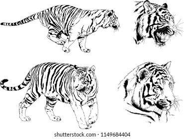 vector drawings sketches different predator , tigers lions cheetahs and leopards are drawn in ink by hand , objects with no background