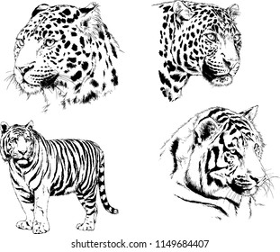 vector drawings sketches different predator , tigers lions cheetahs and leopards are drawn in ink by hand , objects with no background