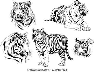 vector drawings sketches different predator , tigers lions cheetahs and leopards are drawn in ink by hand , objects with no background