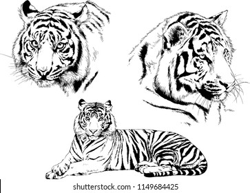 vector drawings sketches different predator , tigers lions cheetahs and leopards are drawn in ink by hand , objects with no background