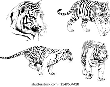 vector drawings sketches different predator , tigers lions cheetahs and leopards are drawn in ink by hand , objects with no background