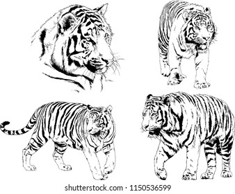 vector drawings sketches different predator , tigers lions cheetahs and leopards are drawn in ink by hand , objects with no background