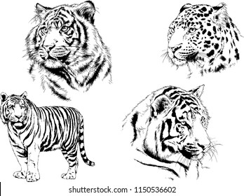 vector drawings sketches different predator , tigers lions cheetahs and leopards are drawn in ink by hand , objects with no background